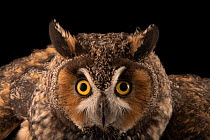 Long-eared owl (Asio otus wilsonianus) portrait, Raptor Conservation Alliance, Nebraska, USA. Captive.