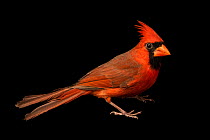 Northern cardinal (Cardinalis cardinalis cardinalis) male, portrait, Carolina Waterfowl Rescue, North Carolina, USA. Captive.