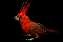 Vermilion cardinal (Cardinalis phoeniceus) male, portrait, National Aviary of Colombia. Captive.