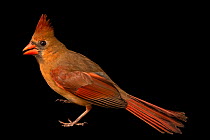 Northern cardinal (Cardinalis cardinalis cardinalis) female, portrait, Carolina Waterfowl Rescue, North Carolina, USA. Captive.