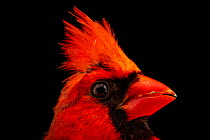 Northern cardinal (Cardinalis cardinalis cardinalis) male, head portrait, near Hudson, Wisconsin, USA. Captive.