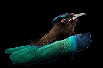 Superb bird-of-paradise (Lophorina superba) male, head portrait, Houston Zoo. Captive, occurs in New Guinea.