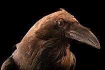 Brown-necked raven (Corvus ruficollis) head portrait, Wildlife Hospital of Israel & Ramat Gan Safari Park, Israel. Captive.