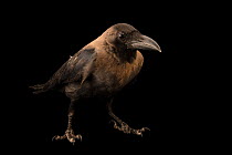 House crow (Corvus splendens protegatus) portrait, Sheikh Butti Maktoum Wildlife, Dubai. Captive, occurs in southern India, Sri Lanka and Maldives.