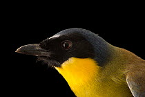 Blue-crowned laughingthrush (Pterorhinus courtoisi) head portrait, Plzen Zoo. Captive, occurs in China. Critically endangered.