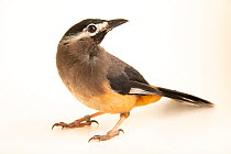 White-eared sibia (Heterophasia auricularis) portrait, Pinola Conservancy. Captive, occurs in Taiwan.