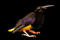 Twelve-wired bird-of-paradise (Seleucidis melanoleucus) male, portrait, Taman Mini Indonesia Indah, Indonesia. Captive.