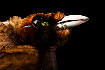 Magnificent bird-of-paradise (Cicinnurus magnificus magnificus) head portrait, Walsrode Bird Park, Germany. Captive, occurs in Indonesia and New Guinea.