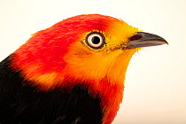 Crimson-hooded manakin (Pipra aureola) male, head portrait, Walsrode Bird Park, Germany. Captive, occurs in South America.