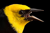 Yellow-hooded blackbird (Agelaius icterocephalus) male, with mouth open, head portrait, National Aviary breeding center, Colombia. Captive.