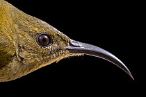 Variable sunbird (Cinnyris venustus falkensteini) female, head portrait, at a field museum in Gorongosa National Park, Mozambique, Africa. Captive.
