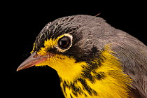 Canada warbler (Cardellina canadensis) head portrait, at a bird banding and release site near Hudson, Wisconsin, USA.