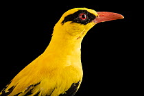 Indian golden oriole (Oriolus kundoo) male, head portrait, Pinola Conservancy. Captive, occurs in India and Central Asia.
