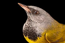 Mourning warbler (Geothlypis philadelphia) male, head portrait, at a bird banding and release site near Hudson, Wisconsin, USA.