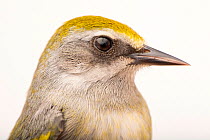 Golden-winged warbler (Vermivora chrysoptera) female, head portrait, at a bird banding and release site near Hudson, Wisconsin, USA.