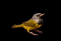 Mourning warbler (Geothlypis philadelphia) male, portrait, at a bird banding and release site near Hudson, Wisconsin, USA.