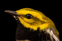 Black-throated green warbler (Setophaga virens) male, head portrait, at a bird banding and release site near Hudson, Wisconsin, USA.