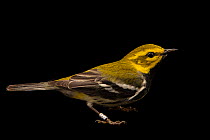 Black-throated green warbler (Setophaga virens) male, portrait, at a bird banding and release site near Hudson, Wisconsin, USA.