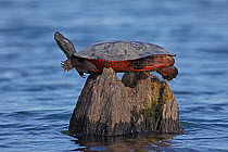Red-bellied turtle (Pseudemys rubriventris), balancing on tree stump in water, Maryland, USA, April.
