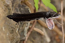 Eastern ratsnake (Pantherophis alleghaniensis) stretching jaw after feeding whilst resting in tree, Maryland, USA, April.