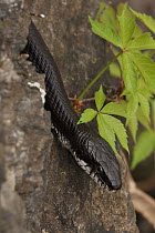 Eastern ratsnake (Pantherophis alleghaniensis) looking out from tree branch, Maryland, USA, April.
