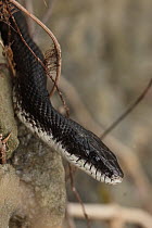Close-up of Eastern ratsnake's (Pantherophis alleghaniensis) head, Maryland, USA, April.