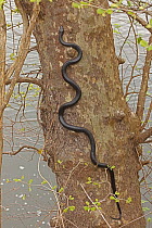 Eastern ratsnake (Pantherophis alleghaniensis) climbing Sycamore tree (Acer pseudoplatanus), Maryland, USA, April.