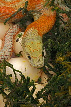 Corn snake (Pantherophis guttatus), mother with newly laid eggs. Captive.