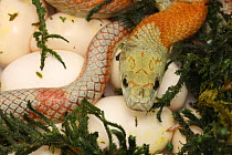 Corn snake (Pantherophis guttatus), mother with newly laid eggs. Captive.