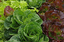 Organic lettuce (Lactuca sativa) growing, Maryland, USA, July.