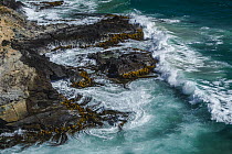Waves crashing against a kelp covered rocky shoreline, Taiaroa Head, Otago Peninsula, South Island, New Zealand. January, 2023.
