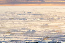 Sunrise over sea ice, Franklin Island, Ross Sea, Antarctica. February, 2023.