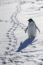 Adelie penguin (Pygoscelis adeliae) walking over snow leaving footprints, Cape Evans, Ross Island, McMurdo Sound, Ross Sea, Antarctica.