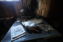 Dead Emperor penguin (Aptenodytes forsteri) on a table, used for research, inside Scott's Second Hut, the base associated with Scott's British Antarctic (Tierra Nova) Expedition where he rea...