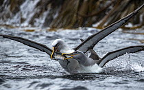 Two Buller's albatrosses (Thalassarche bulleri) fighting over a fish, Snares Island, New Zealand Sub Antarctic Islands, southern Pacific Ocean.