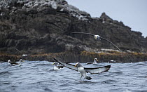 Buller's albatross (Thalassarche bulleri) landing on sea surface with rocky shore behind, Snares Island, New Zealand Sub Antarctic Islands, southern Pacific Ocean.