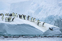 Group of Emperor penguins (Aptenodytes forsteri) leaping from iceberg into the sea, Cape Colbeck, Ross Sea, Antarctica.