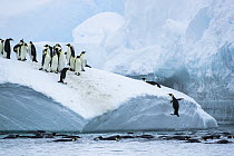 Group of Emperor penguins (Aptenodytes forsteri) standing on iceberg with one leaping out of the sea to join them, Cape Colbeck, Ross Sea, Antarctica.
