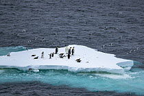 Emperor penguins (Aptenodytes forsteri) and Adelie penguins (Pygoscelis adeliae) resting on an iceberg with Antarctic petrels (Thalassoica antarctica) in flight overhead, Cape Colbeck, Ross Sea, Antar...