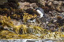 Snares crested penguin (Eudyptes robustus) standing on kelp-covered rocks on the shore, Snare Island, New Zealand Sub Antarctic Islands.