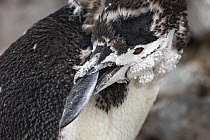 Chinstrap penguin (Pygoscelis antarcticus) with moulting feathers, preening, Half Moon Island, South Shetland Islands, Antarctica.