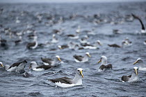 Large group of Buller's albatross (Thalassarche bulleri) on water, Snares Island, New Zealand Sub Antarctic Islands, southern Pacific Ocean.