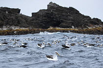 Large group of Buller's albatross (Thalassarche bulleri) on water, Snares Island, New Zealand Sub Antarctic Islands, southern Pacific Ocean..