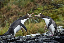 Two Yellow-eyed penguins (Megadyptes antipodes) squabbling, Enderby Island, Auckland Islands Group, New Zealand Sub Antarctic Islands. Endangered.