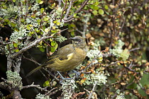 New Zealand bellbird (Anthornis melanura) perched on lichen covered branch, Enderby Island, Auckland Islands Group, New Zealand Sub Antarctic Islands.