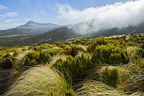 View of low cloud over mountains, Campbell Island, New Zealand Sub Antarctic Islands. February, 2023.