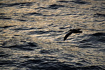 Northern giant petrel (Macronectes halli) flying over water in evening light, Campbell Island, New Zealand Sub Antarctic Islands, southern Pacific Ocean.