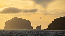 Southern Royal albatross (Diomedea epomophora) in flight over the ocean at sunset with islands silhouetted in background, Campbell Island, New Zealand Sub Antarctic Islands, southern Pacific Ocean.