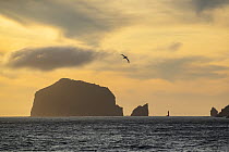 Southern Royal albatross (Diomedea epomophora) in flight over the ocean at sunset with islands silhouetted in background, Campbell Island, New Zealand Sub Antarctic Islands, southern Pacific Ocean.
