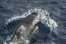 Long-finned pilot whale (Globicephala melas) surfacing, South Pacific Ocean.